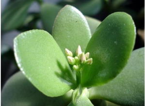 养护要点：浇水、施肥、修剪