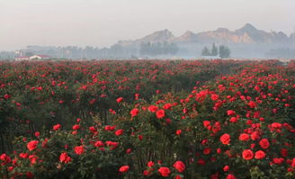 月季花开香满城， 南阳月季成风景