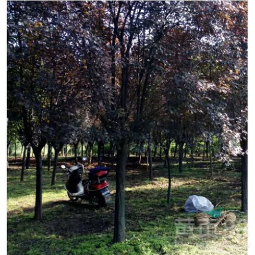 红叶李的种植技巧