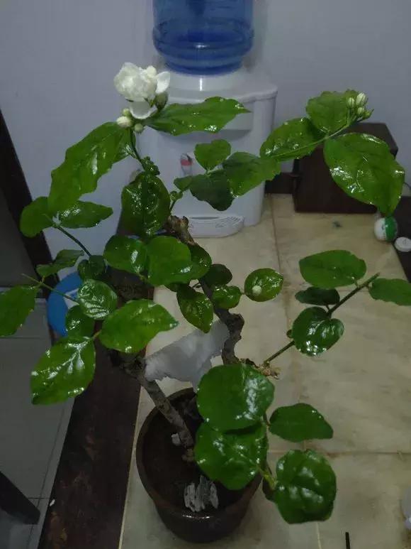 光照调控， 让蟹爪兰早早绽放