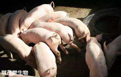 夏季冲栏给猪降温，如何确保猪只健康不受凉