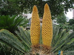 铁树后来啊奇观：大自然的秘密花园