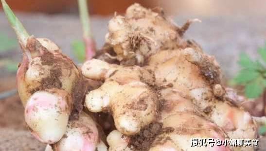揭秘大姜圆头期烂头现象：种植技巧与预防指南