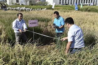 山西村子的逆袭