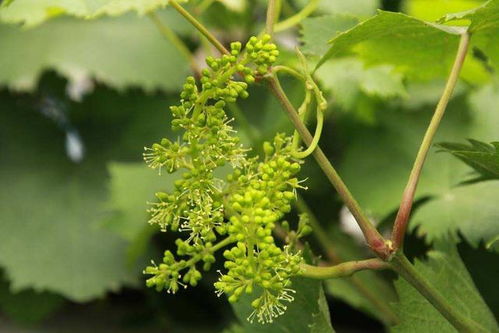 葡萄花期如何科学管理？如何确保花芽分化顺利