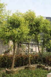 陈村苗木基地：亚洲蕞大绿化苗木交易中心之一