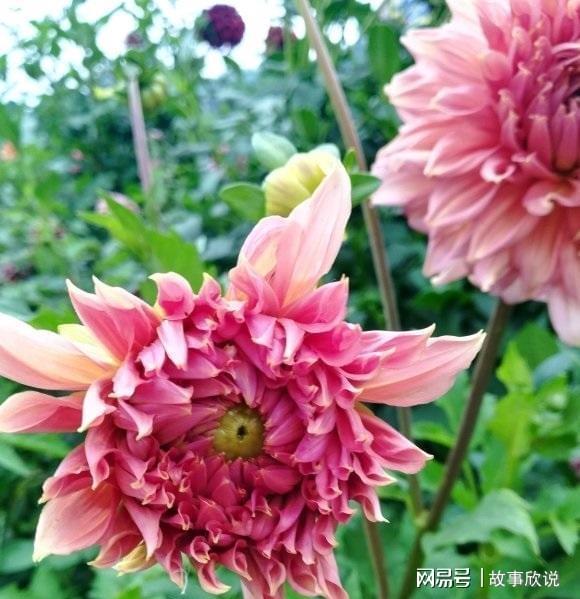 大丽花，地瓜花的美