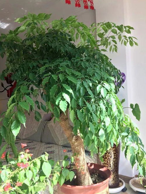幸福树换盆四步走，轻松养护更茂盛！