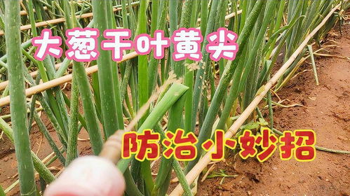 大葱黄叶问题：多菌灵的神奇效果揭秘