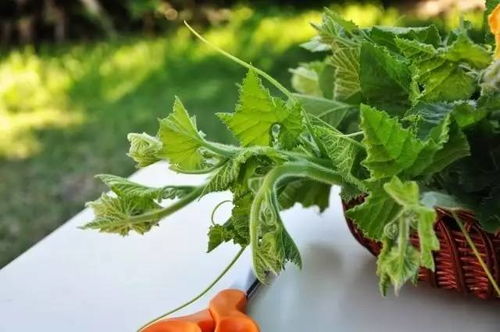 菜苗长虫的烦恼，阿维螺虫德朗误用后的补救指南