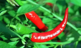 长期摄入的危害