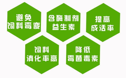 如何根据全价饲料精准饲喂量，雨季防霉变，掌握过渡期管理黄金比例？