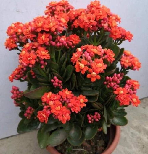 长寿花怎样栽培？有哪些长寿花栽培技术要点需要注意