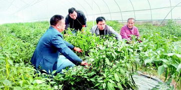 “花坛植物搭配，如何打造四季常青的绿意盎然