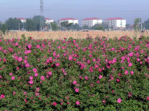 徐州植物园附近：绿植和花卉的聚集地