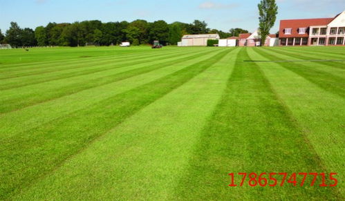 草坪无纺布覆盖的奥秘：嫩长出根草吗？