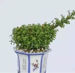 养花心得：耐心与细心