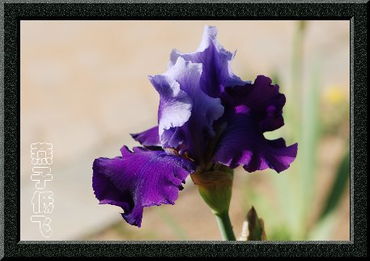 鸢尾花的风采：优雅与神秘