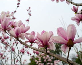 土壤和浇水，紫玉兰的