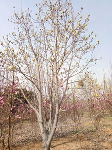 玉兰花开， 满目繁花，贫困户黄青歧感恩之情溢于言表