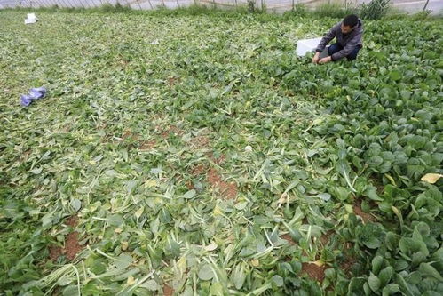 有机农业，嫩量循环的绿色魔法