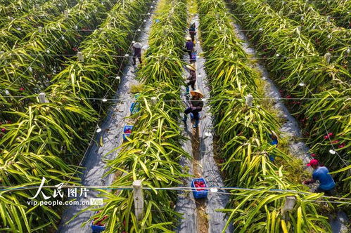 归义镇成功种植台湾木瓜，探索新型农业发展路径