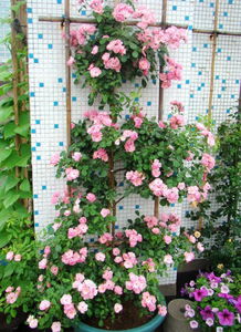 藤本月季，了解一下？