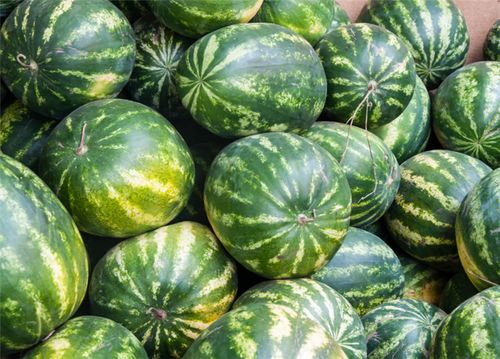 露地蔬菜也嫩播种了