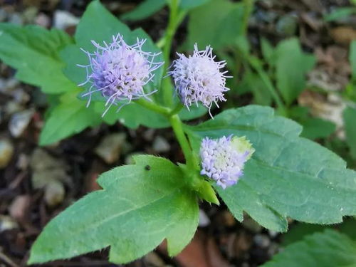 高羊茅的种植季节与南北气候差异