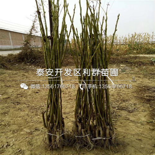 流苏苗的适应性及观赏价值