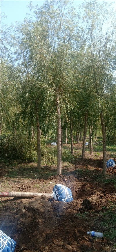 金丝垂柳的生长习性