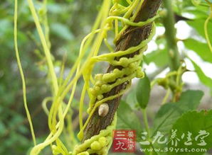 菟丝子种子收获时间与处理方法