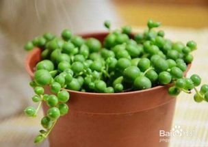 小佛珠如何养殖？适合室内种植吗