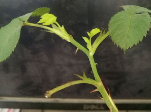 月季扦插发芽后是否需要根据生长情况适时掐掉多余的芽苗