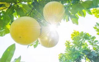 年均气温与柚子生长