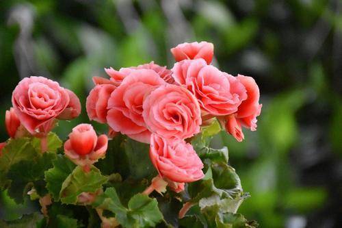 毛伊月季种植心得分享