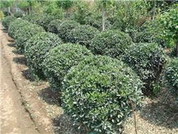 惯与山东大叶黄杨球的供应价格大揭秘