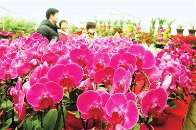 如何挑选红色花朵，避免误区节省2000元？