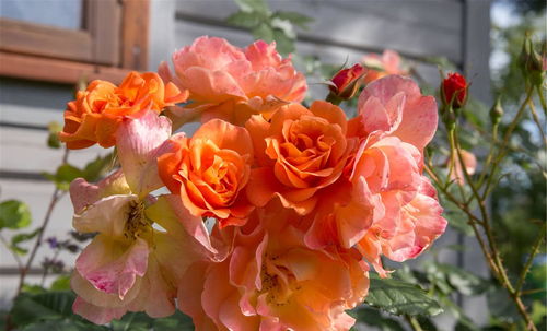 月季：那些被忽视的换盆信号