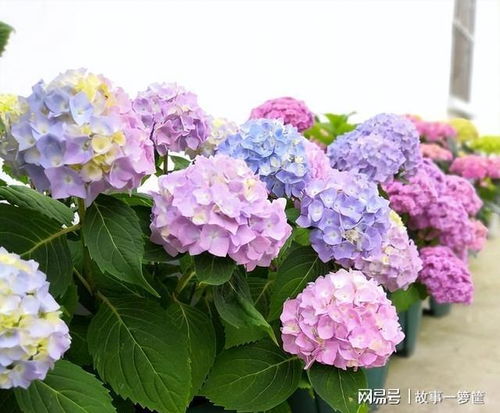 绣球花不开花怎么办？如何调整养殖方法让花朵绽放