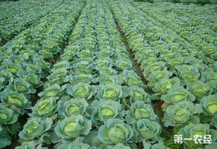 甘蓝种植，浇水和喷药先来哪个？