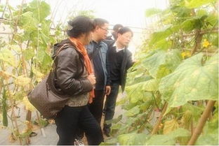 农科院蔬菜花卉所官网鲜花研发投入探秘