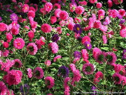 波斯菊与紫露草， 耐寒之别