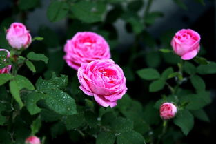 月季花的美，是品种还是气候的功劳？