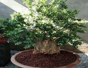 黄杨价格高是主要原因是什么这个？