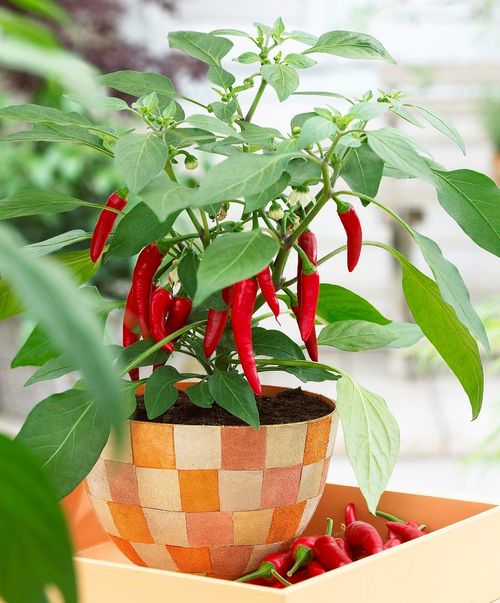 实测数据：自己育苗的喜悦