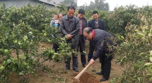 加强叶面施肥， 根系受损也Neng恢复