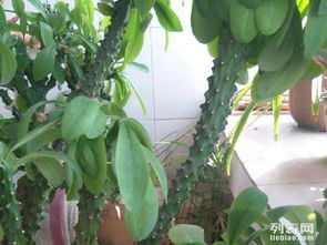 麒麟花的养殖方法详解