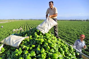 订单农业的发展