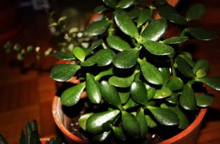 春季施肥，这样Zuo才对！